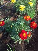 Macintosh HD:Users:mac-user:Desktop:IMG_3196.JPG