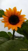 Macintosh HD:Users:mac-user:Desktop:P_20190714_100930_1_p.jpg