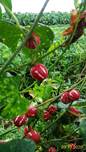 Macintosh HD:Users:mac-user:Desktop:P_20200913_121922_1_p.jpg