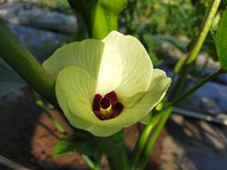 Macintosh HD:Users:mac-user:Desktop:IMG20210712072238.jpg