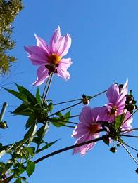 Macintosh HD:Users:mac-user:Desktop:IMG20211124134500.jpg